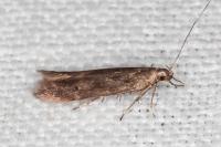 Monochroa lucidella