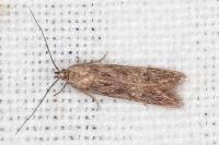 Monochroa lucidella