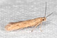 Monochroa lucidella