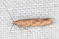 Monochroa lucidella