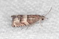 Pammene oxycedrana