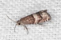 Pammene oxycedrana