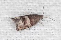 Pammene oxycedrana