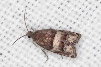 Pammene oxycedrana