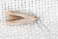 Coleophora lassella