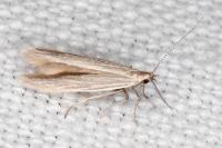 Coleophora lassella