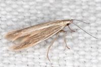 Coleophora lassella