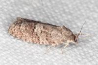 Cnephasia ecullyana