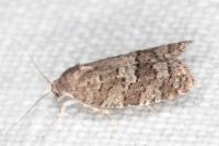 Cnephasia ecullyana