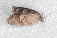 Cnephasia ecullyana