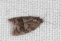 Cnephasia ecullyana