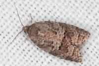 Cnephasia ecullyana