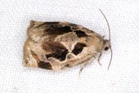 Archips crataegana