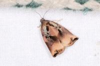 Archips podana