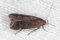 Anacampsis timidella