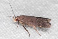 Anacampsis timidella