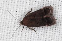 Anacampsis timidella