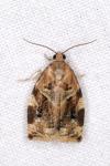 Archips xylosteana