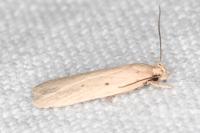 Agonopterix rotundella