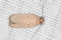 Agonopterix rotundella