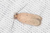 Agonopterix rotundella