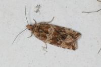 Celypha cespitana