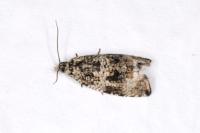 Celypha lacunana