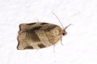 Choristoneura hebenstreitella