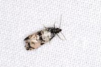 Cochylichroa atricapitana