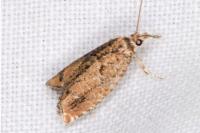 Epinotia abbreviana