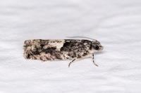 Epinotia immundana