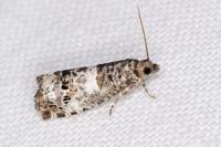 Notocelia trimaculana