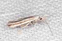 Coleophora pulchripennella