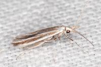 Coleophora pulchripennella