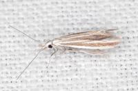 Coleophora pulchripennella