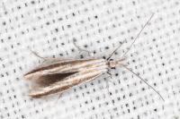 Coleophora pulchripennella