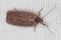 Agonopterix scopariella