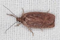 Agonopterix scopariella