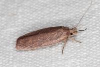 Agonopterix scopariella
