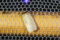 Agonopterix