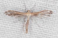 Stangeia siceliota