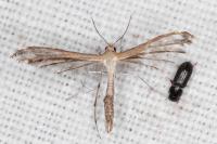Stangeia siceliota