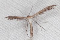 Stangeia siceliota