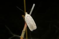 Agonopterix