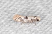 Infurcitinea atrifasciella