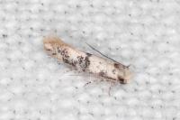Infurcitinea atrifasciella