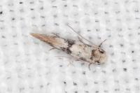 Infurcitinea atrifasciella