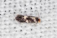 Ectoedemia subbimaculella