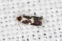 Ectoedemia subbimaculella