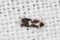 Ectoedemia subbimaculella